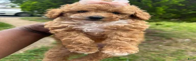 Toy Poodle 5