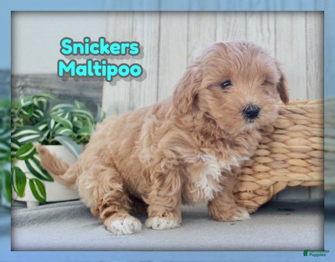 Maltipoo dogs Snickers - Ad 26