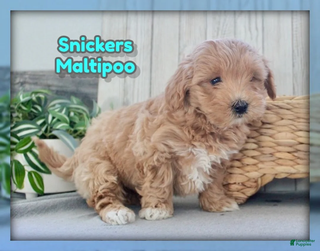 Maltipoo dogs for sale: Snickers - Ad 1