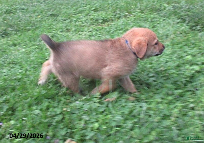 Mixed Breed dogs Ashley - Ad 2