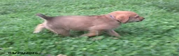 Mixed Breed dogs for sale: Ashley - Ad 4