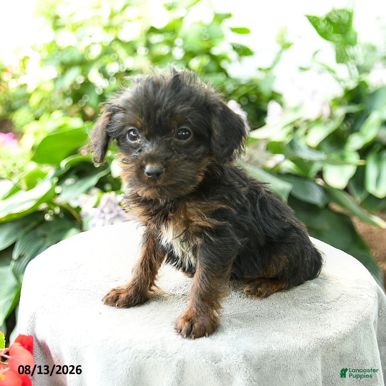 Yorkiepoo dogs Pritti - Ad 2