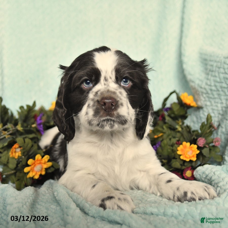 Cocker Spaniel dogs Saber - Ad 2