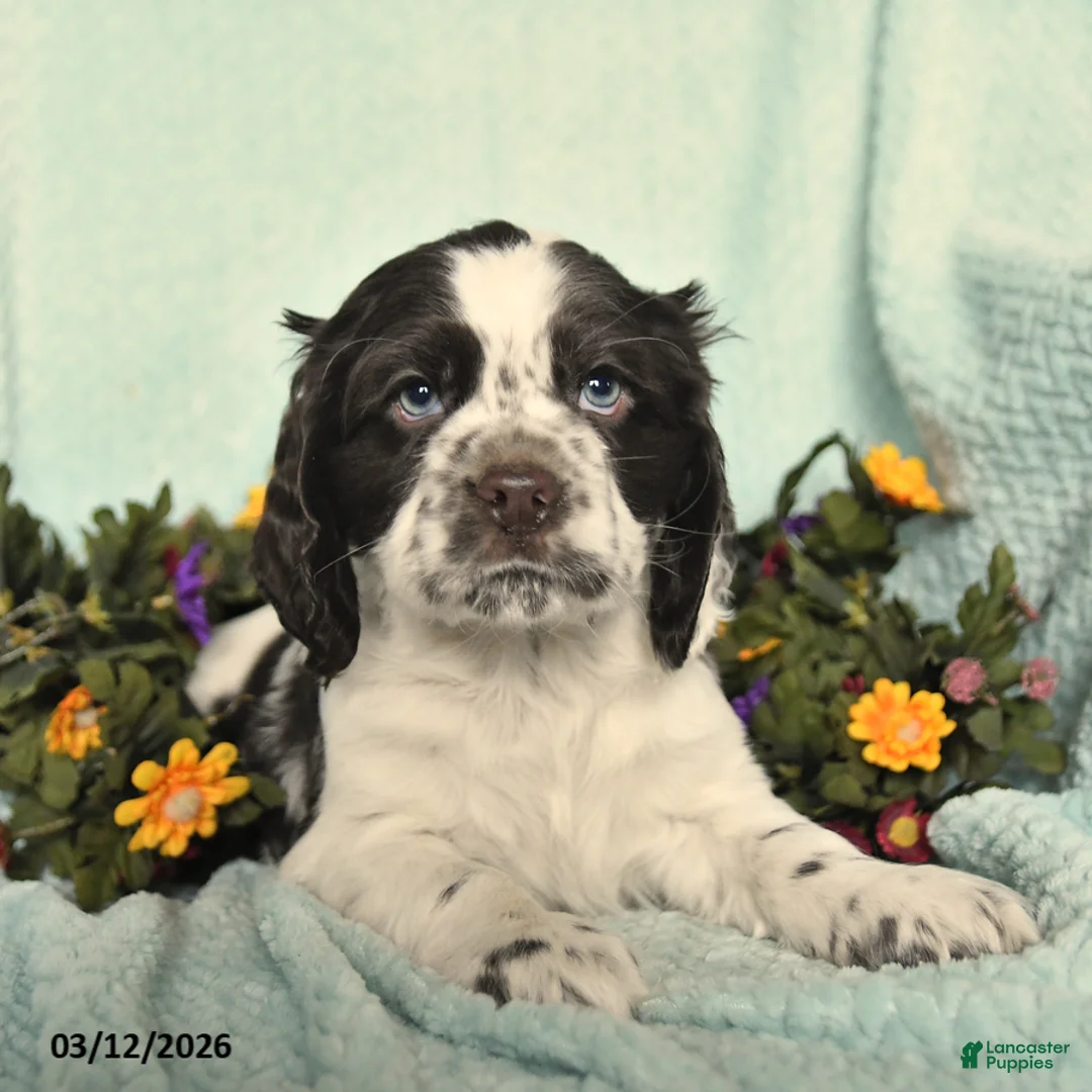 Cocker Spaniel dogs for sale: Saber - Ad 2