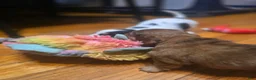 Miniature Dachshund dogs for sale: Deuce - Ad 17