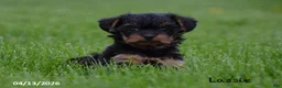Yorkiepoo dogs for sale: Lassie - Ad 2