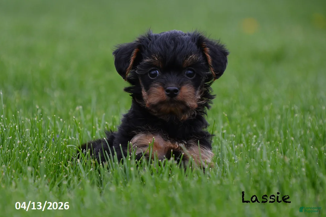 Yorkiepoo dogs for sale: Lassie - Ad 2