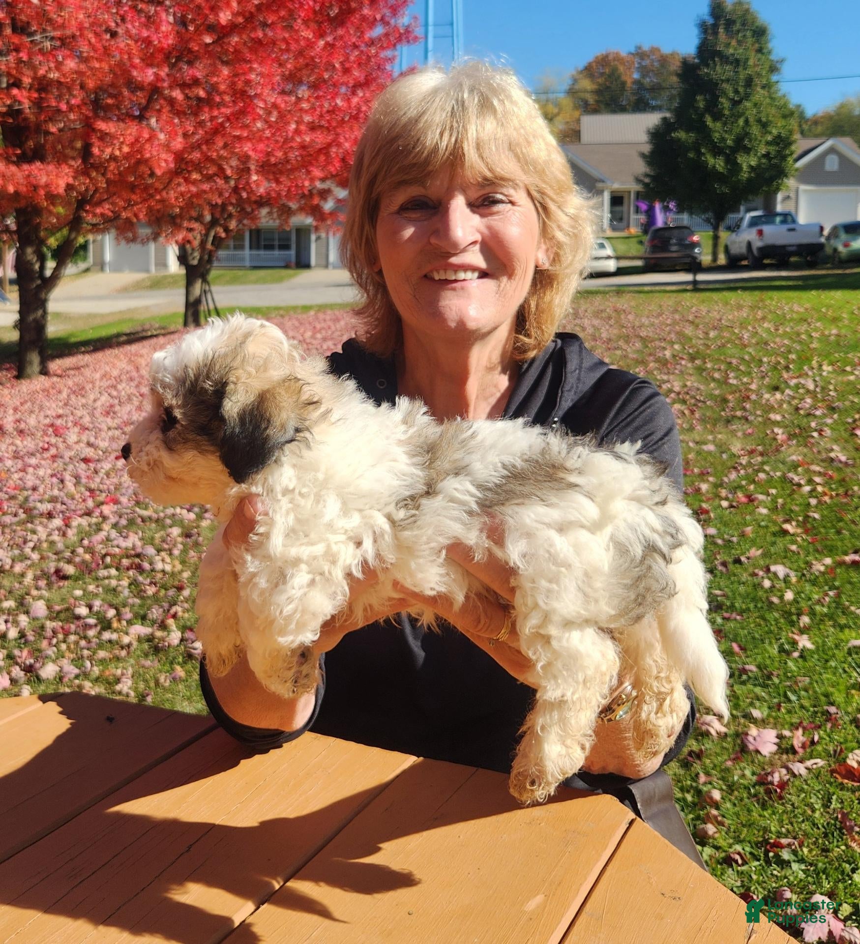Havanese dogs for sale: Charlie - Ad 2
