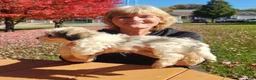Havanese dogs for sale: Charlie - Ad 2