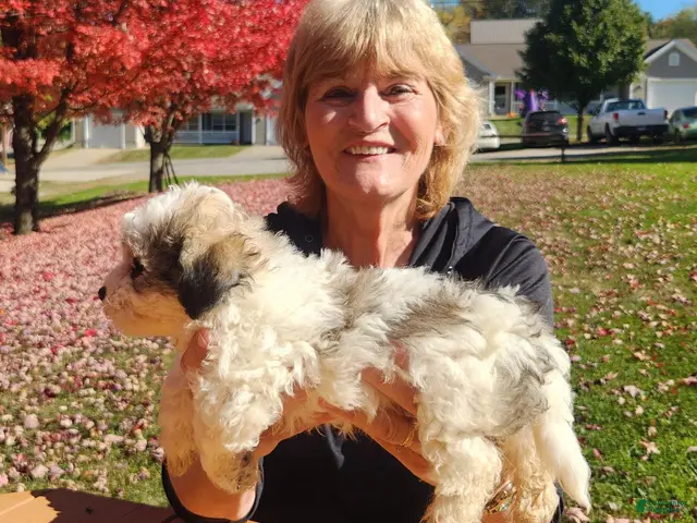 Havanese dogs for sale: Charlie - Ad 2