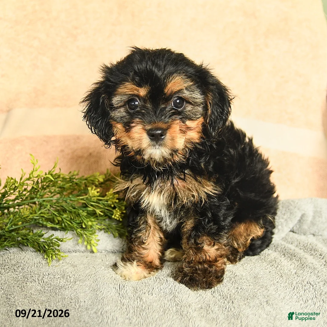 Mixed Breed dogs for sale: Melia - Ad 3