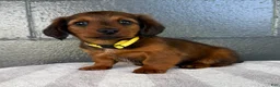 Miniature Dachshund dogs for sale: Colt - Ad 6