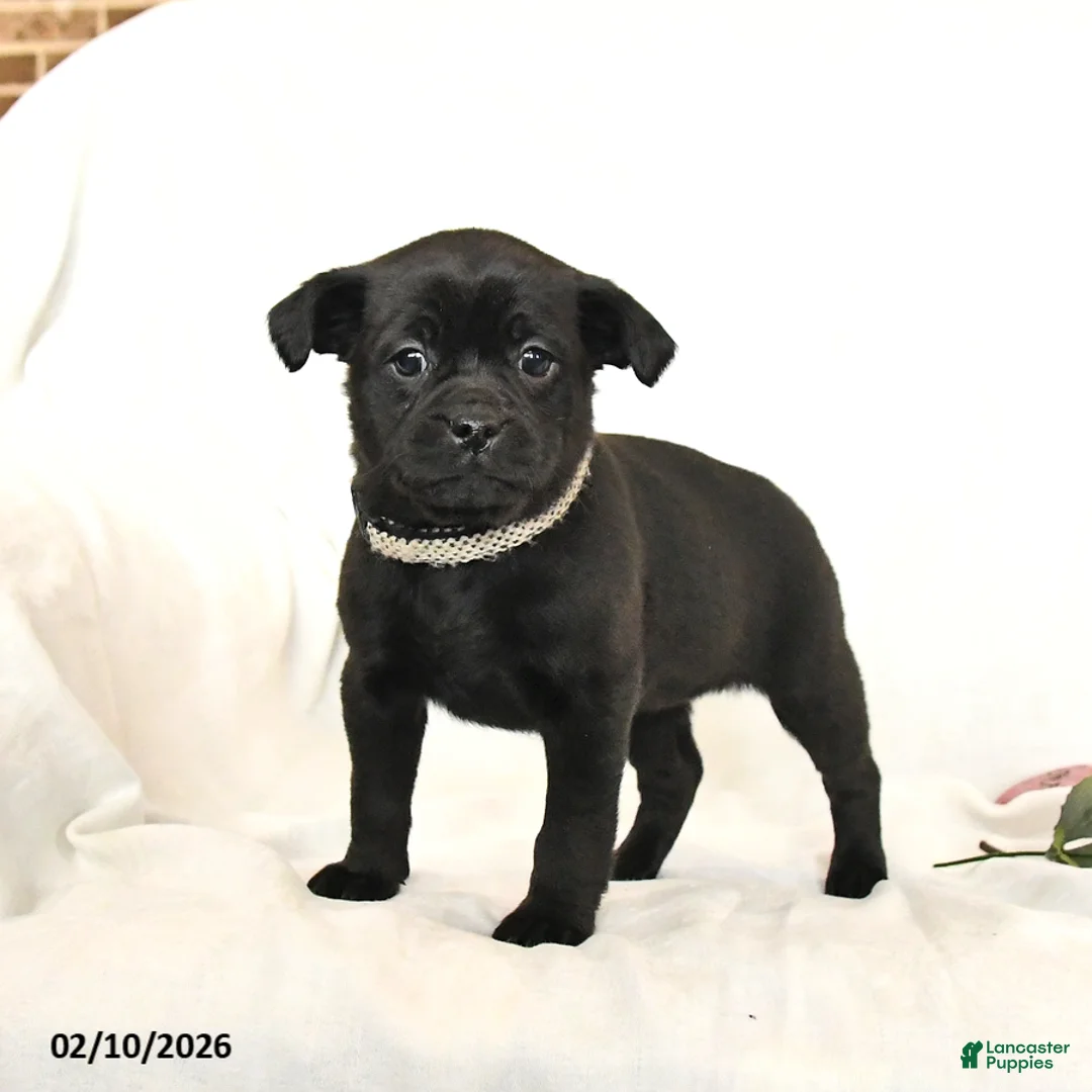 Mixed Breed dogs for sale: Midnight  - Ad 2