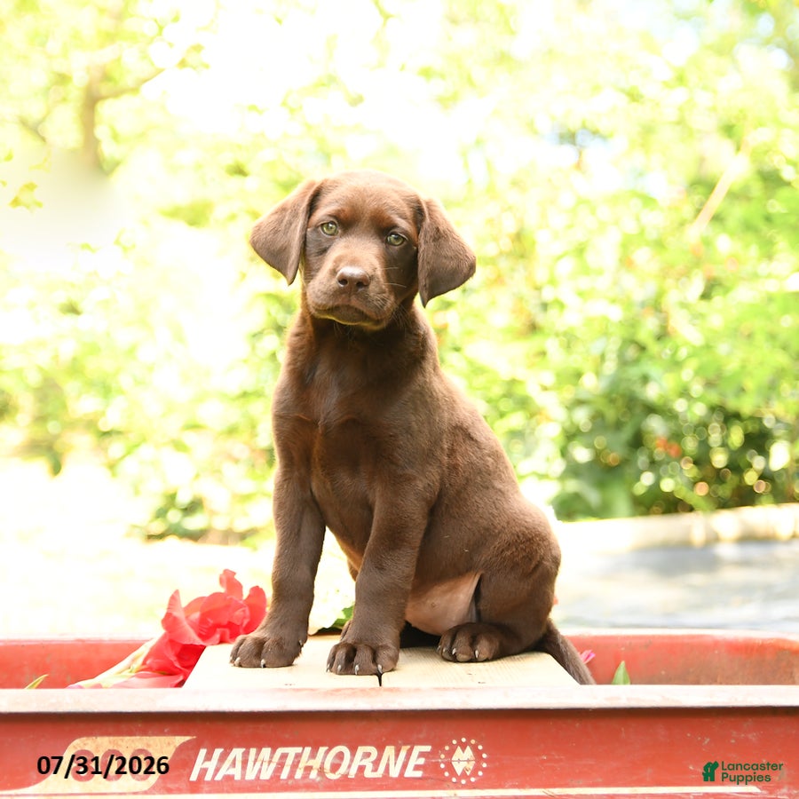 Labrador Retriever dogs Breeze - Ad 1