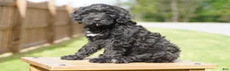 Portuguese Water Dog dogs for sale: Kyler - Ad 4