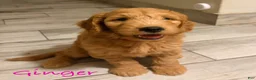 Mini Goldendoodle dogs for sale: Mini Goldendoodle 3 - Ad 6
