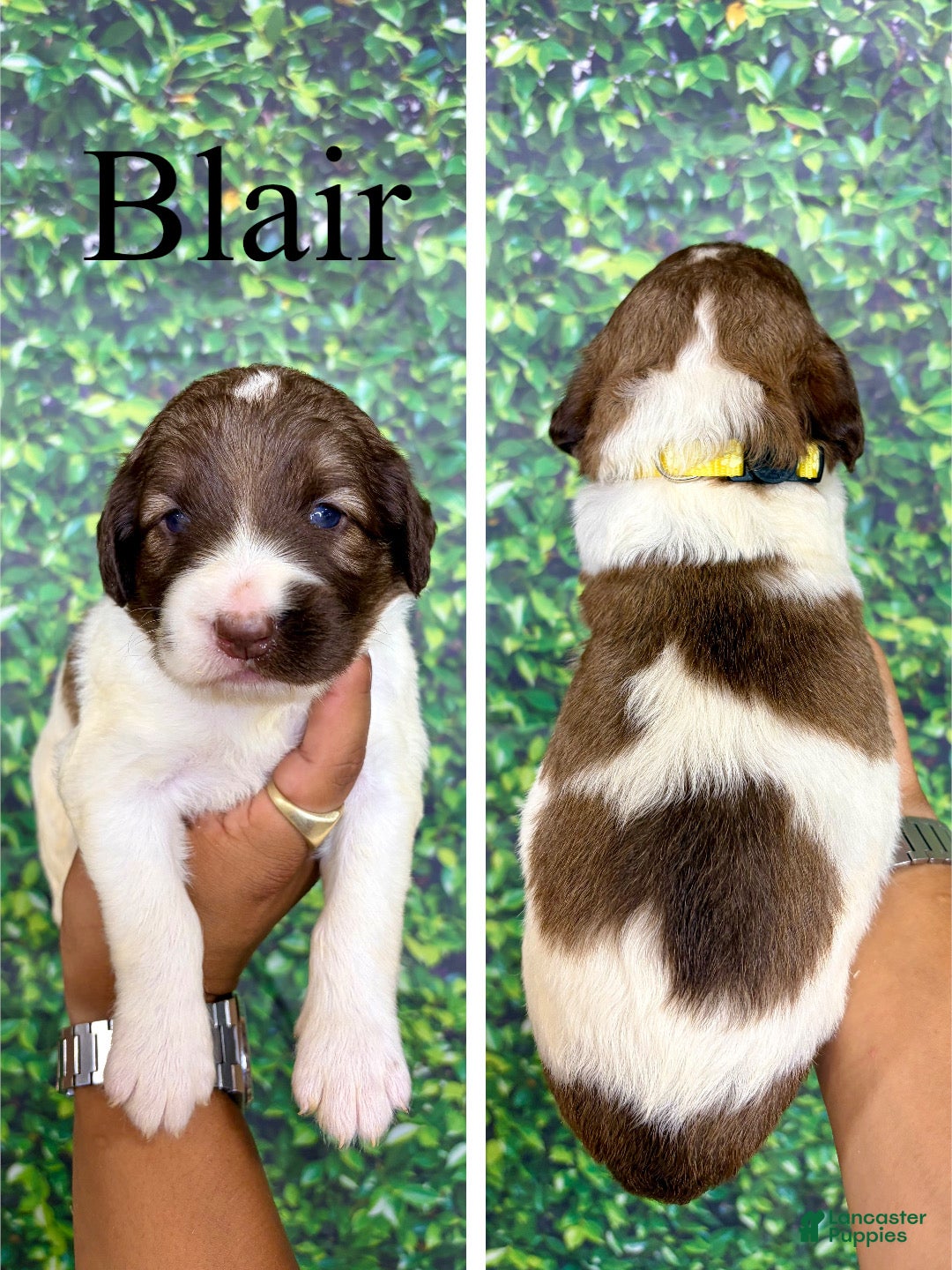 Saint Berdoodles dogs Blair - Ad 1