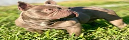 French Bulldog dogs for sale: Enzo - Ad 16