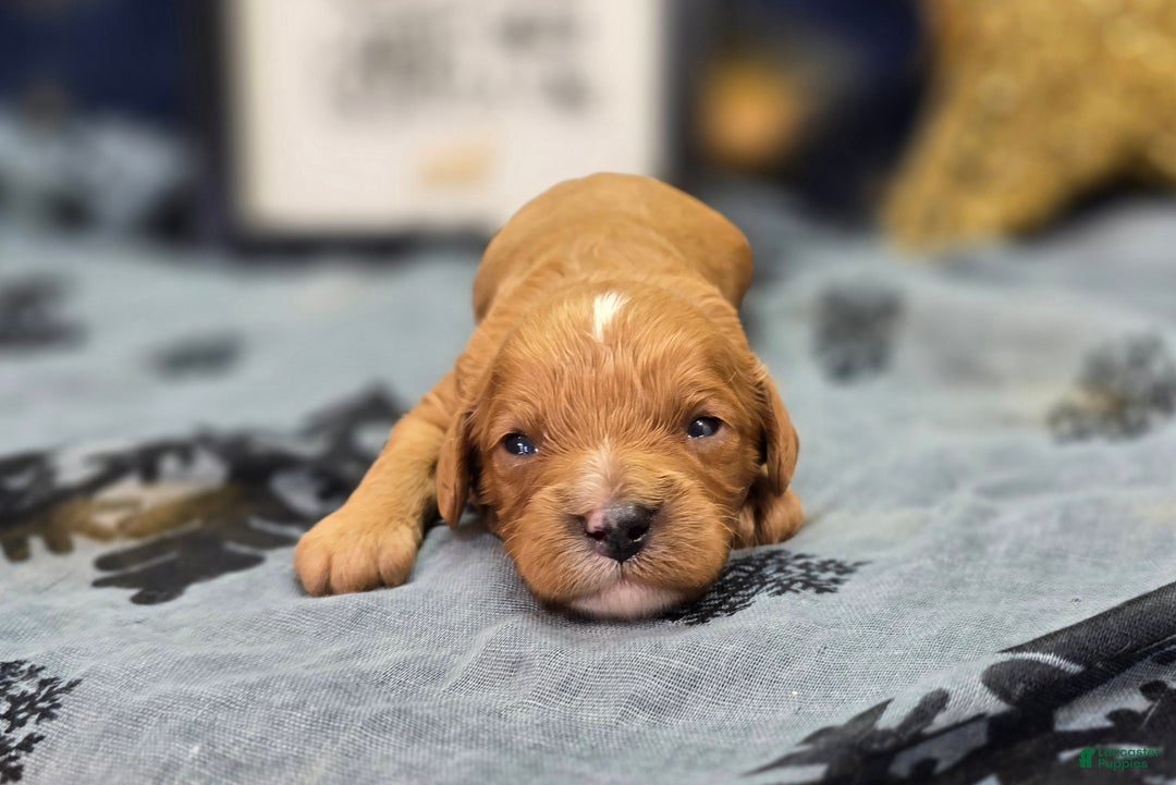 Cavapoo dogs for sale: Flannel - Ad 8