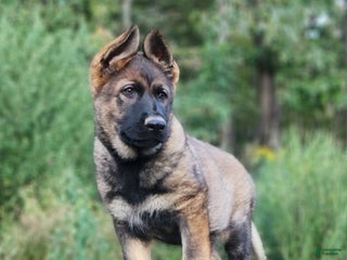 German Shepherd dogs - Ad 11