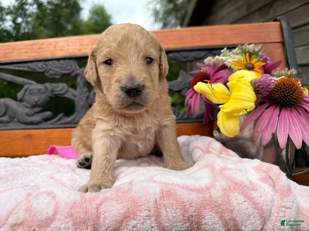 Labradoodle dogs Carol (Girl) - Ad 1