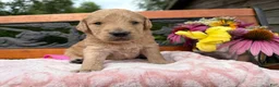 Labradoodle dogs for sale: Carol (Girl) - Ad 1