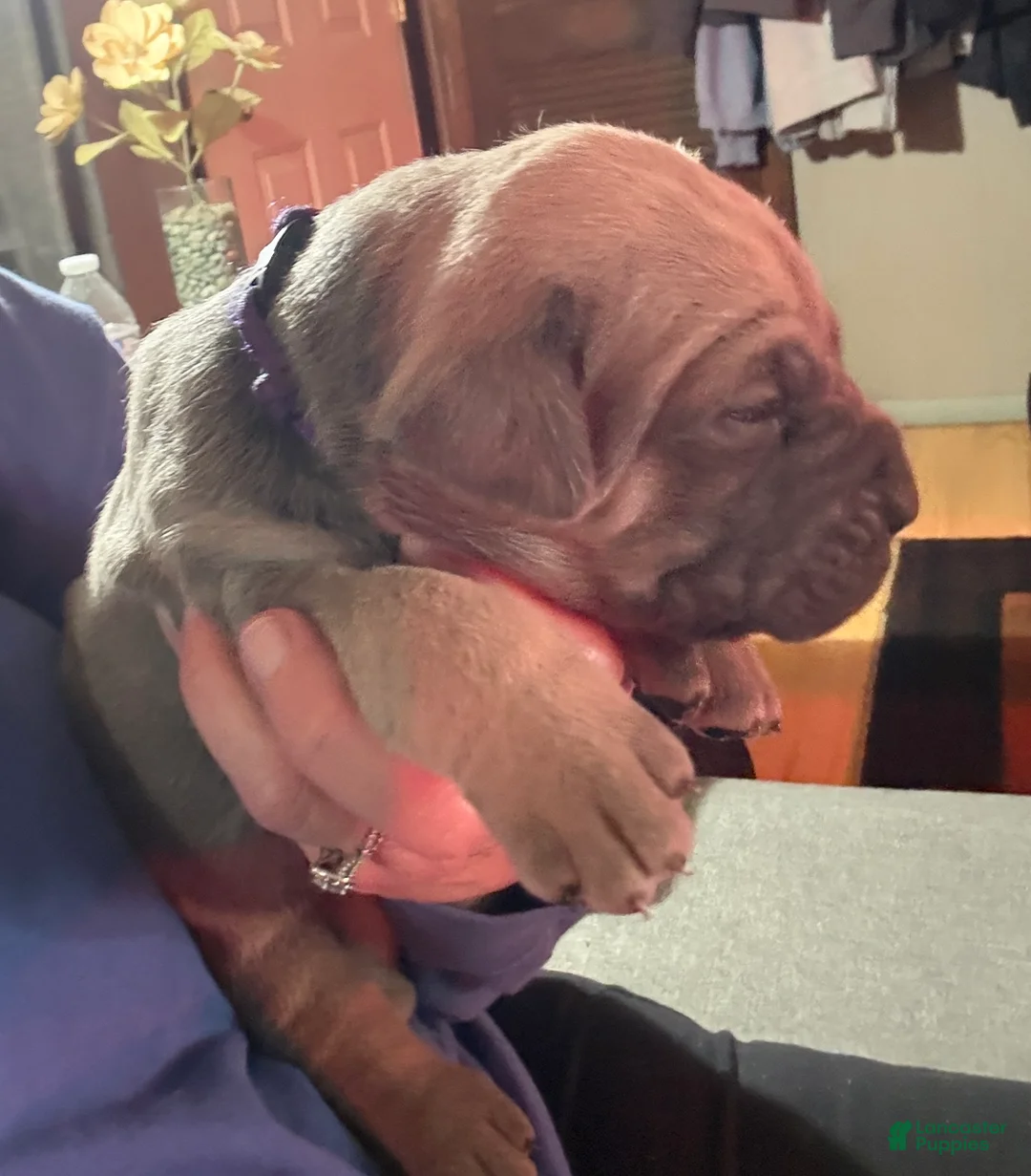 Cane Corso dogs for sale: Purple - Ad 2