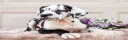 Great Dane dogs for sale: Lilly - Ad 8