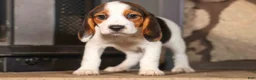 Beagle dogs for sale: Dottie🎀 - Ad 14