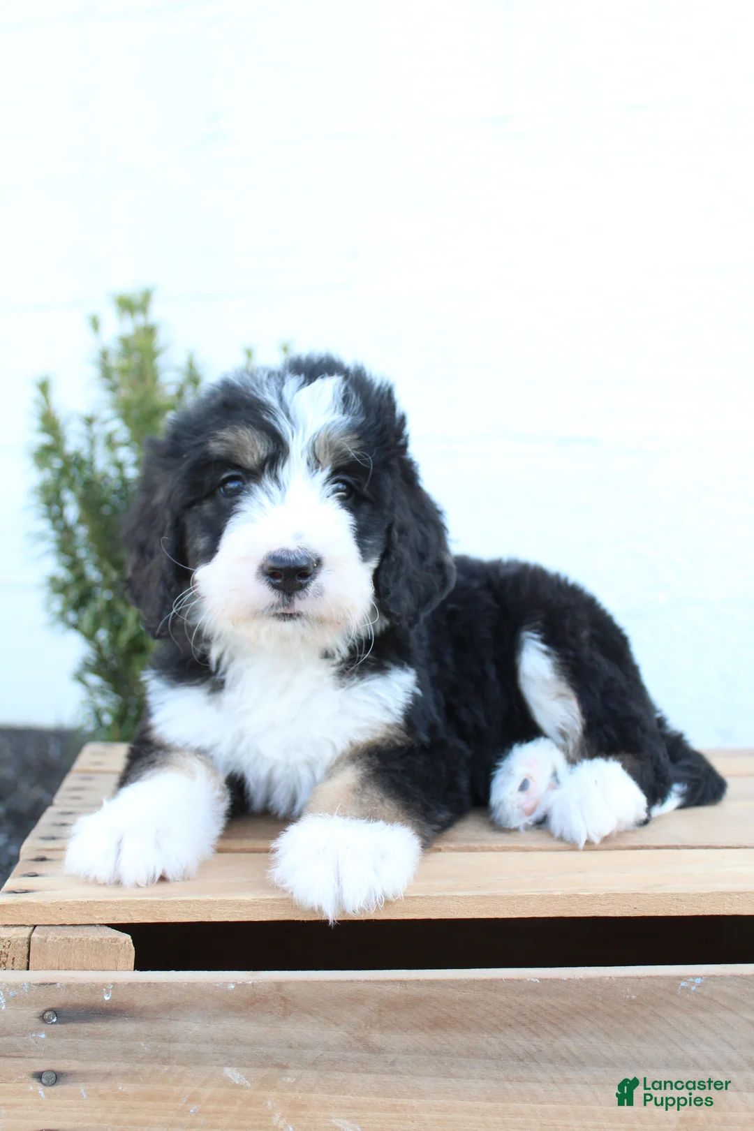 Bernedoodle dogs for sale: Lexi - Ad 2