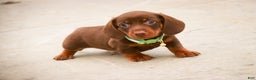 Miniature Dachshund dogs for sale: Andy - Ad 9