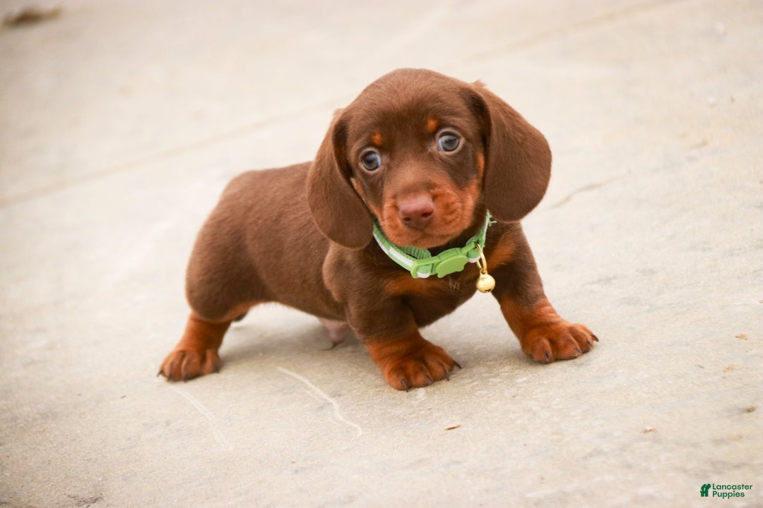 Miniature Dachshund dogs for sale: Andy - Ad 9