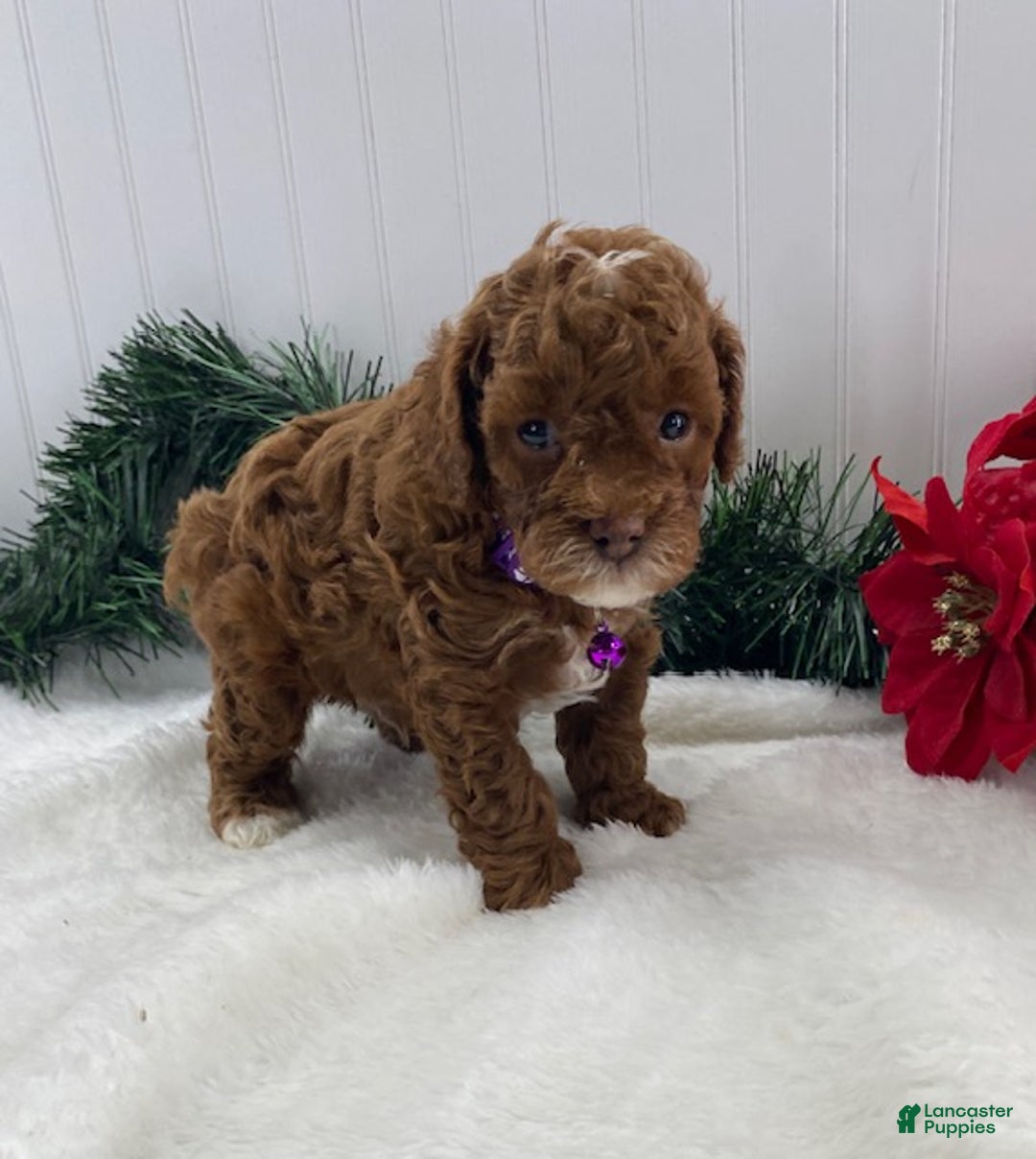 Toy Poodle dogs for sale: Archie - Ad 2