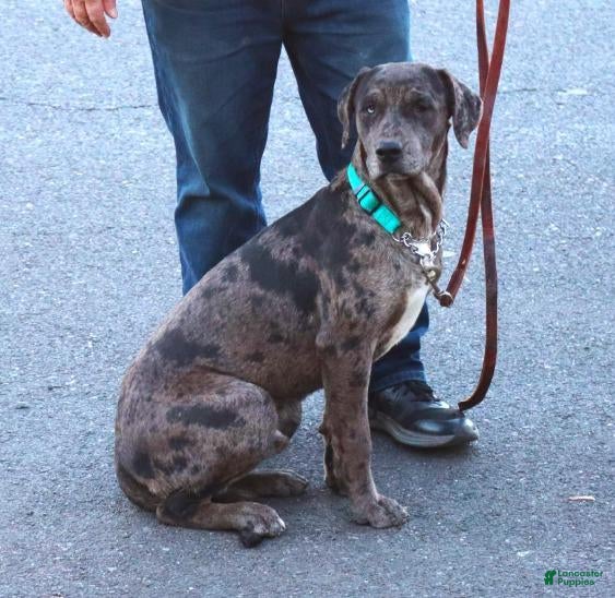 Mixed Breed dogs for sale: Charming - Ad 2