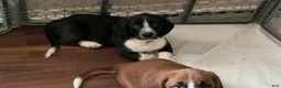 Basset Hound dogs for sale: Torin - Ad 4