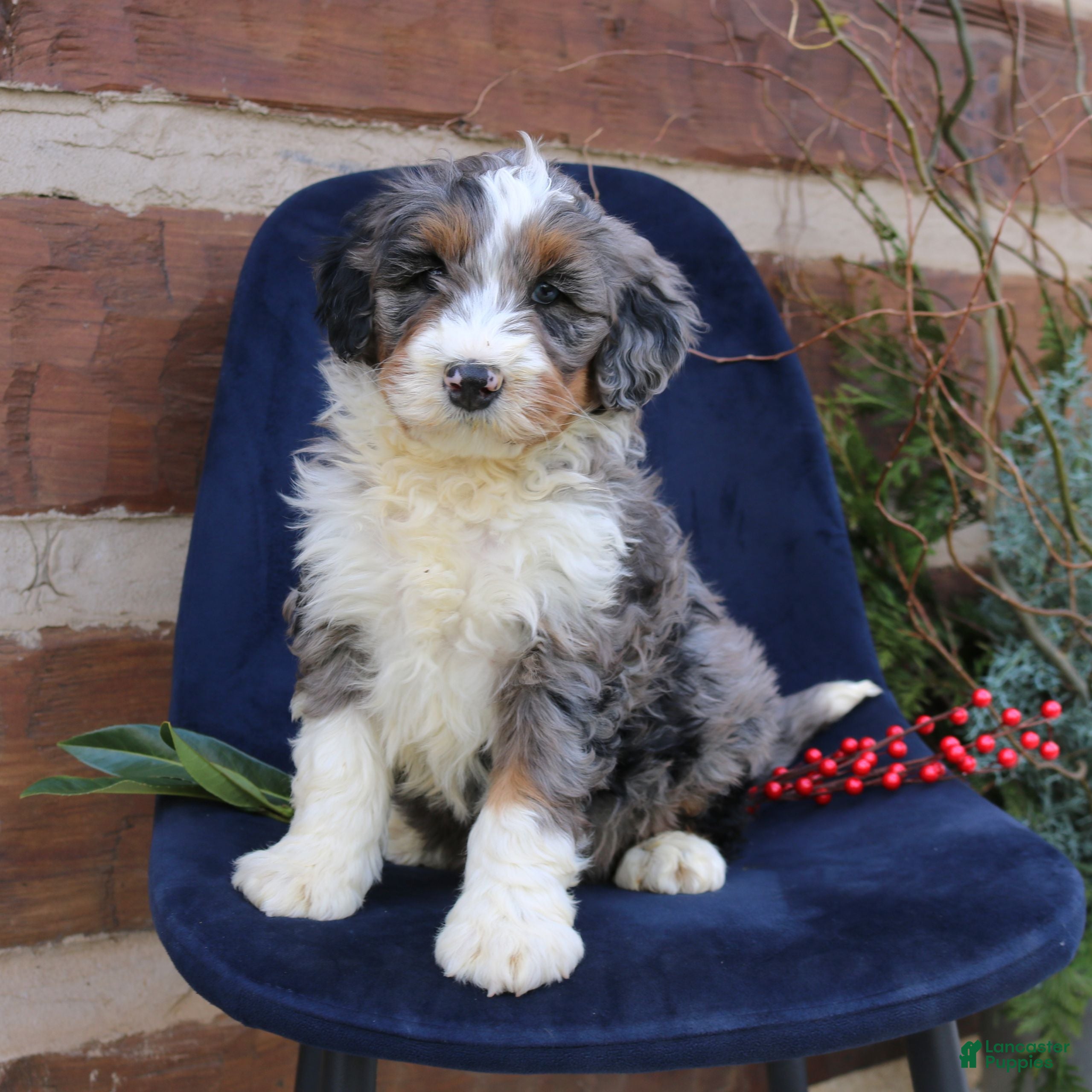 Mini Bernedoodle dogs Arlo  - Ad 2