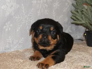 Rottweiler dogs Stella - Ad 22