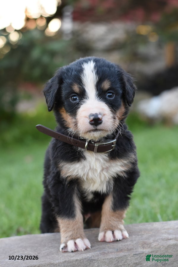 Bernese Mountain Dog dogs for sale: Benson - Ad 1