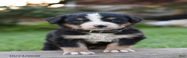 Benson