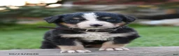 Bernese Mountain Dog dogs for sale: Benson - Ad 1