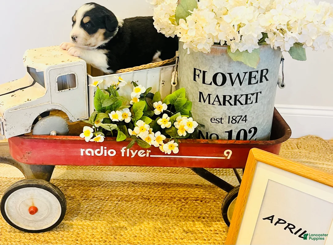 Mixed Breed dogs for sale: April  - Ad 2