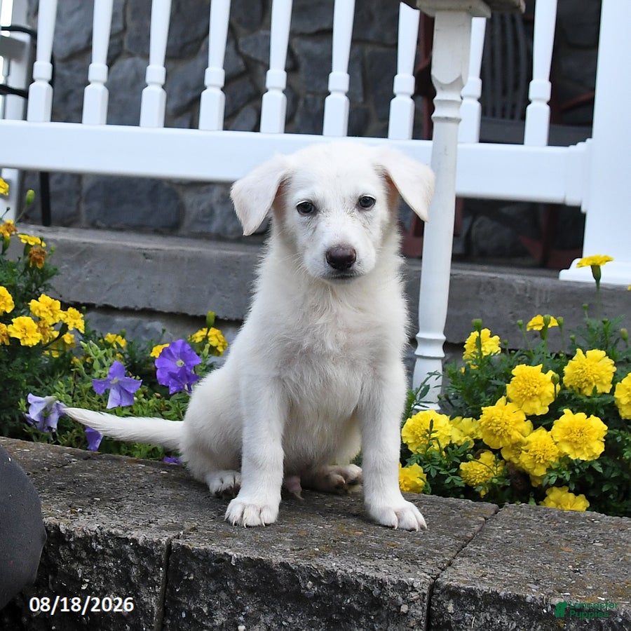 German Shepherd dogs Maverick - Ad 1