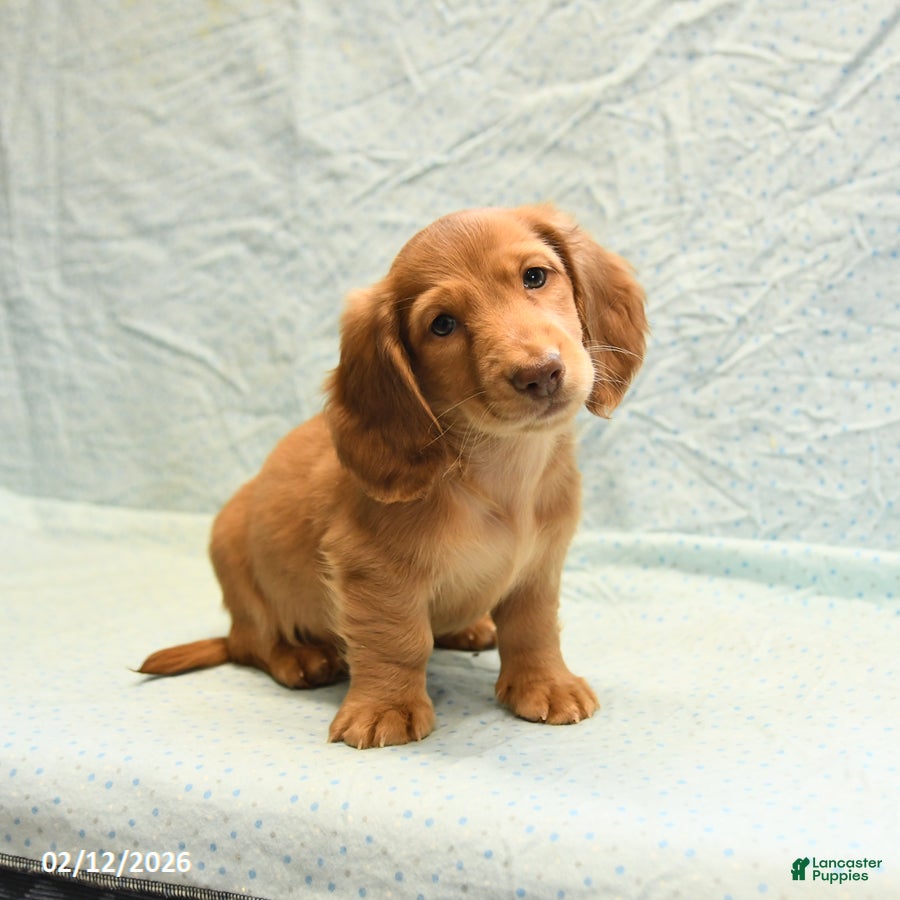 Dachshund dogs Linn - Ad 2