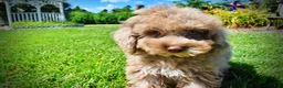 Havapoo dogs for sale: Gorgeous - Ad 8