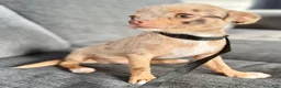 Chihuahua dogs for sale: Merle  - Ad 9