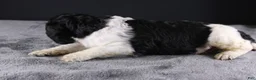 Standard Poodle dogs for sale: Willie N - Ad 5