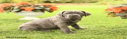 Cane Corso dogs for sale: Dirk - Ad 3