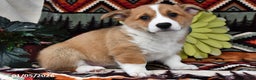 Welsh Corgi Pembroke dogs for sale: Sugar Cake - Ad 2
