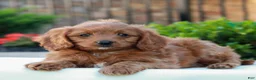 Cavapoo dogs for sale: Owen  - Ad 3