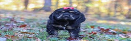Cocker Spaniel dogs for sale: Willa - Ad 6